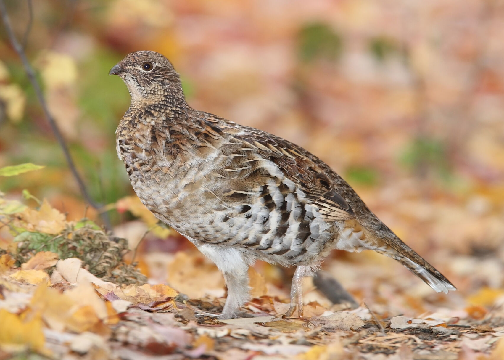Ruffed grouse and woodcock seasons start Oct. 1